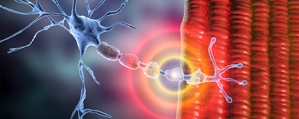 Can Brain and Spine Myelin be Healed?