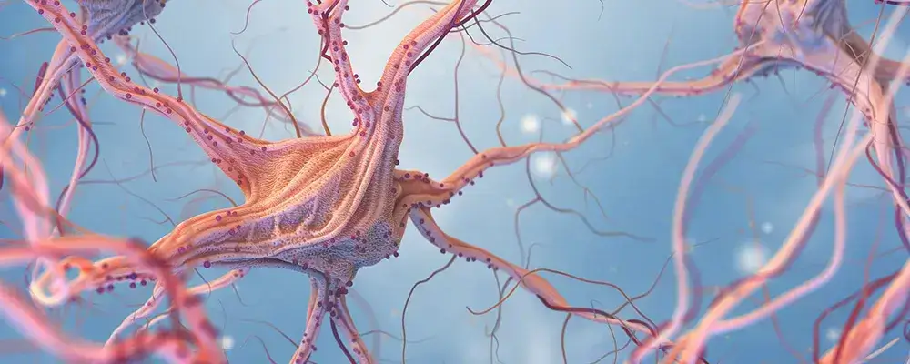 How Many Nerves Are in the Human Body?