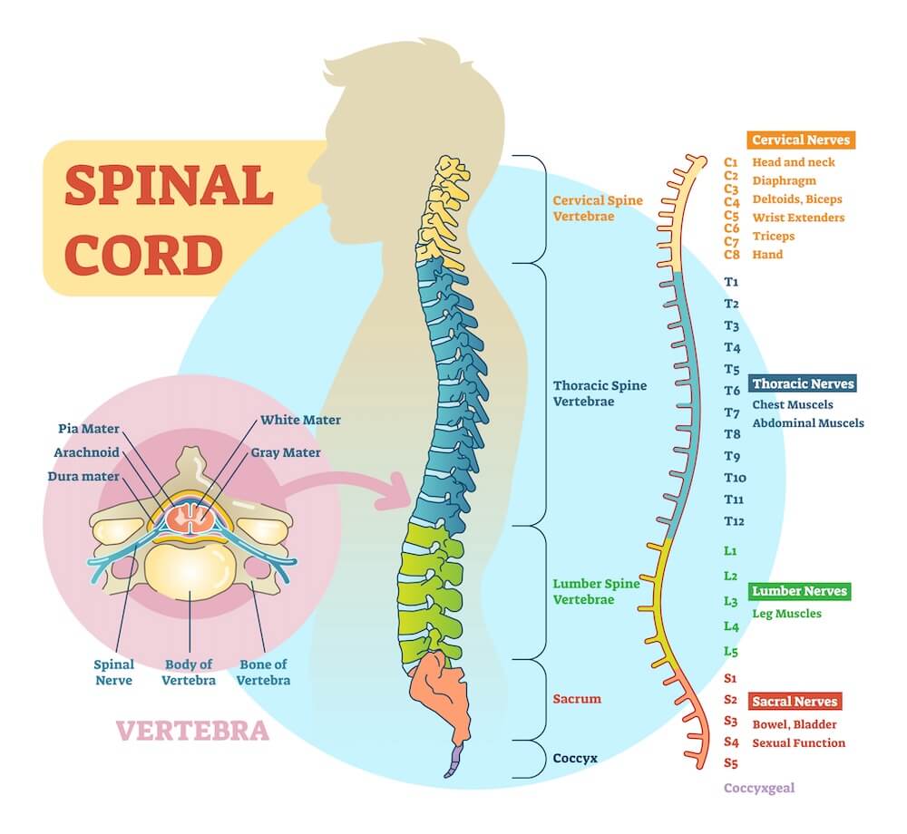 Spinal Cord: Function, Anatomy and Structure